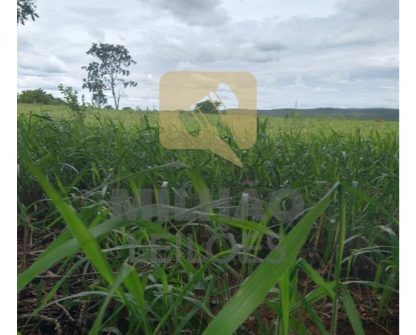 Foto de Fazenda de 27,87ha em Unaí/MG